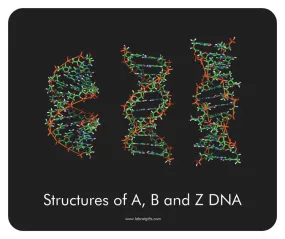 "Structures of A, B, and Z DNA" - Mouse Pad