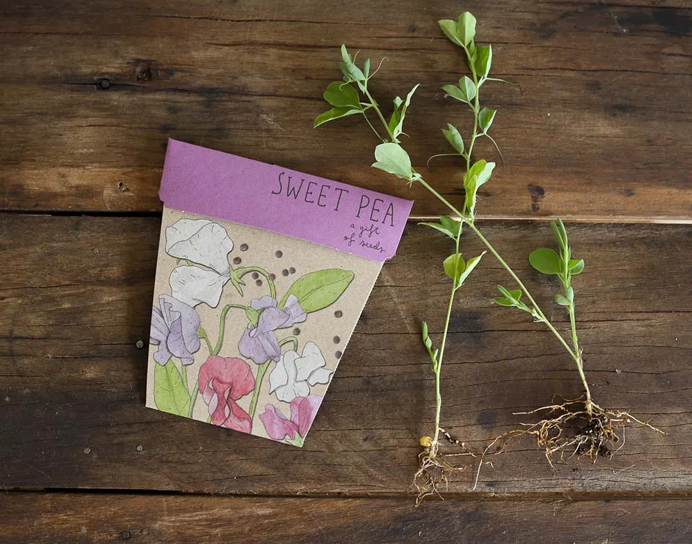 SOW N SOW - SWEET PEA GIFT OF SEEDS